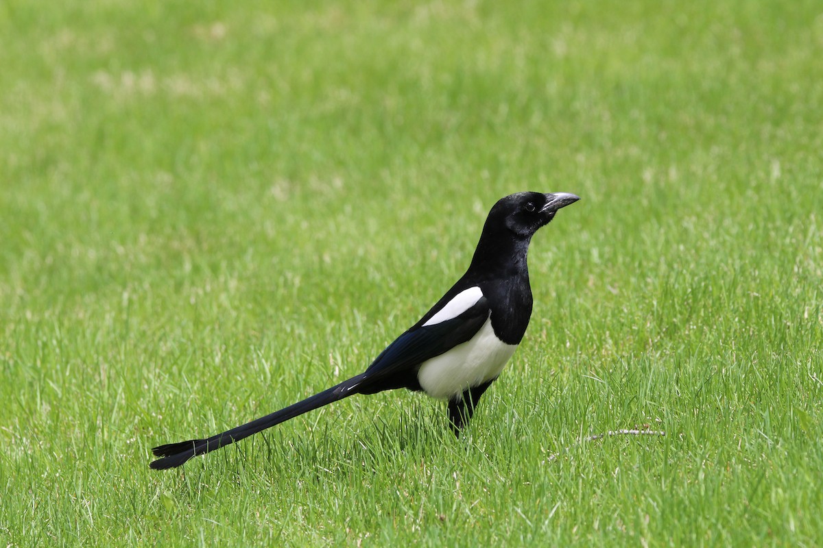 Black-billed Magpie - Quinn Desilets