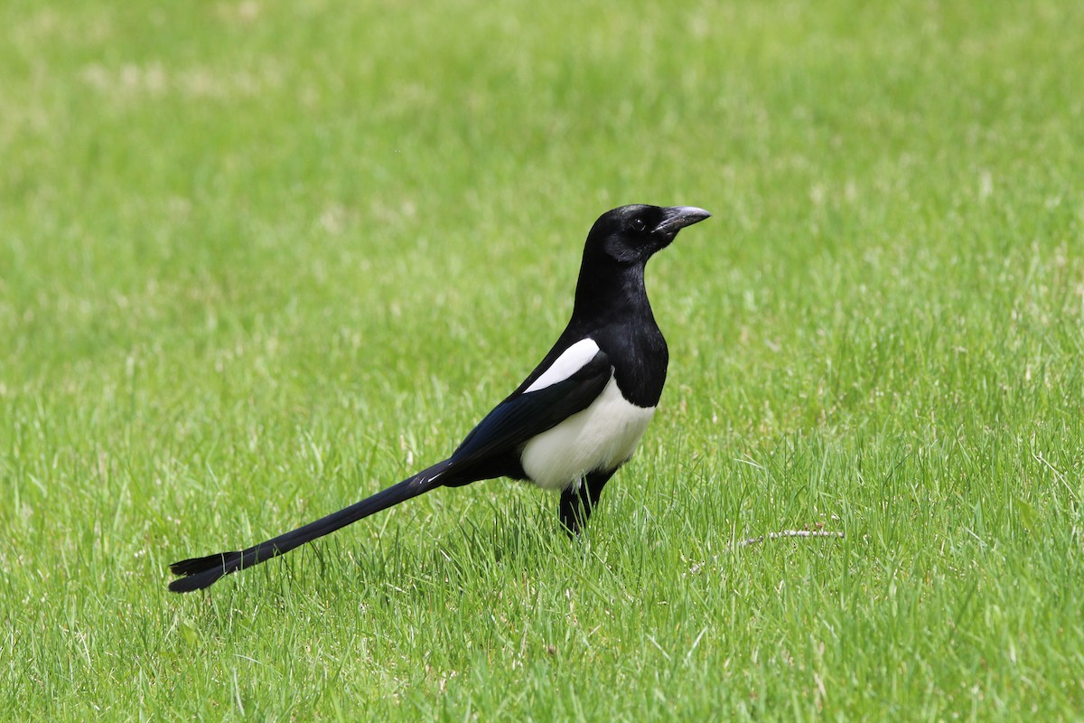 Black-billed Magpie - ML619246361