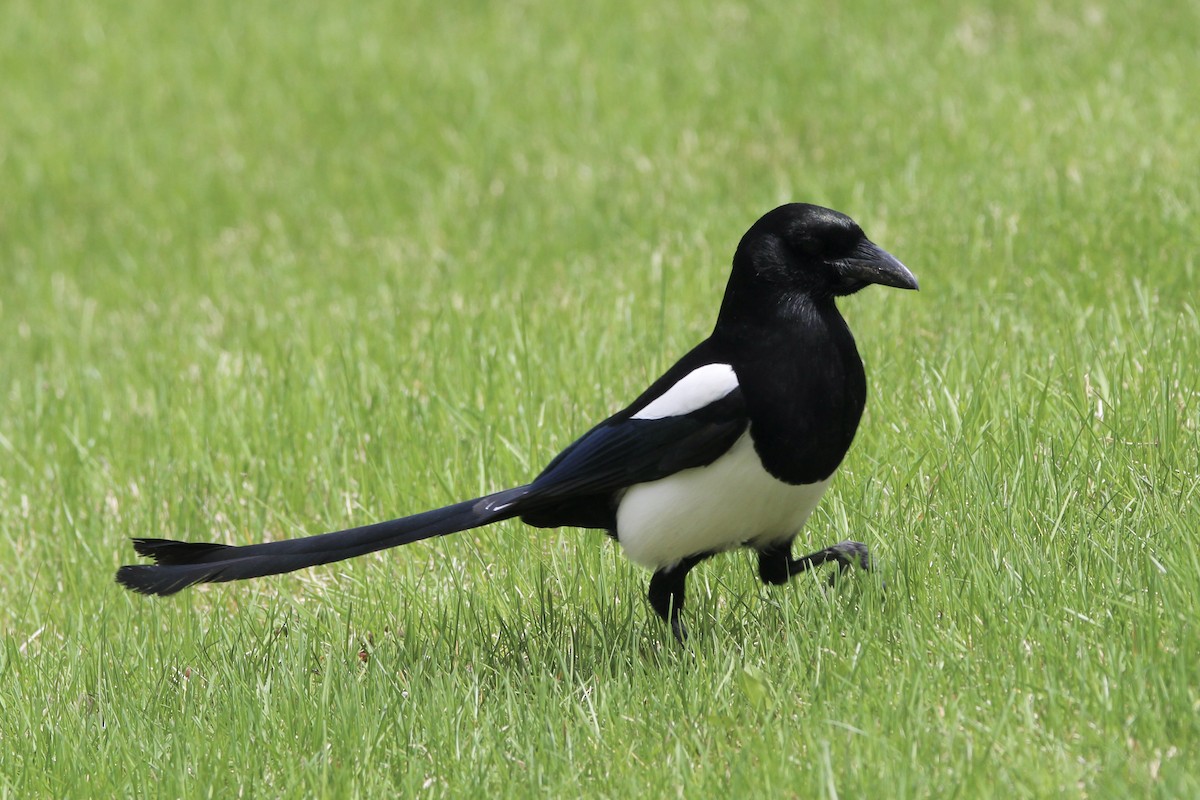 Black-billed Magpie - ML619246364