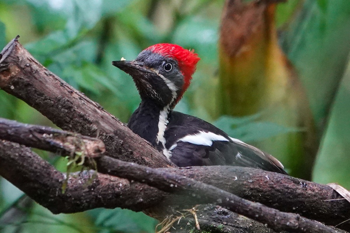 Lineated Woodpecker - Celesta von Chamier