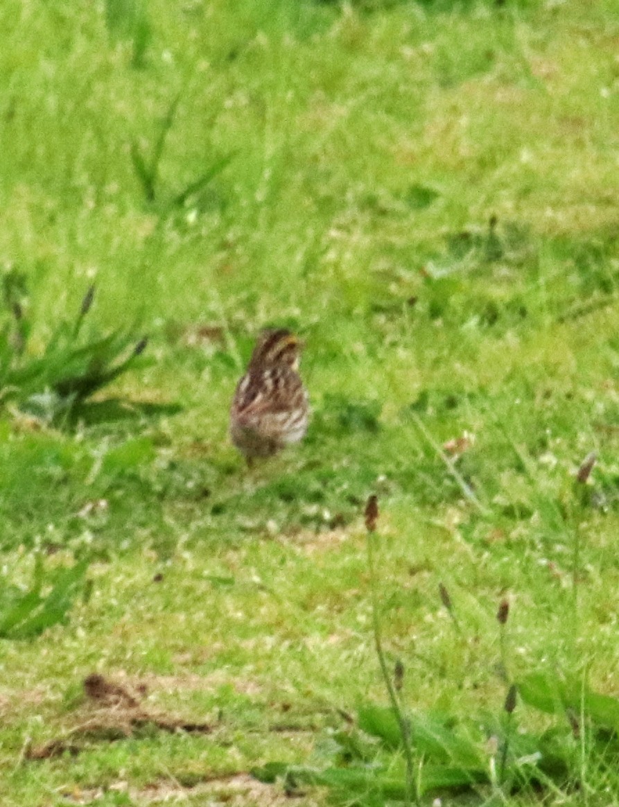 Savannah Sparrow - Tom Nolan