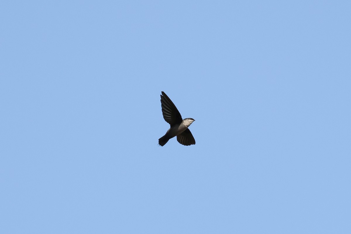 Gray-rumped Swift - Hubert Stelmach