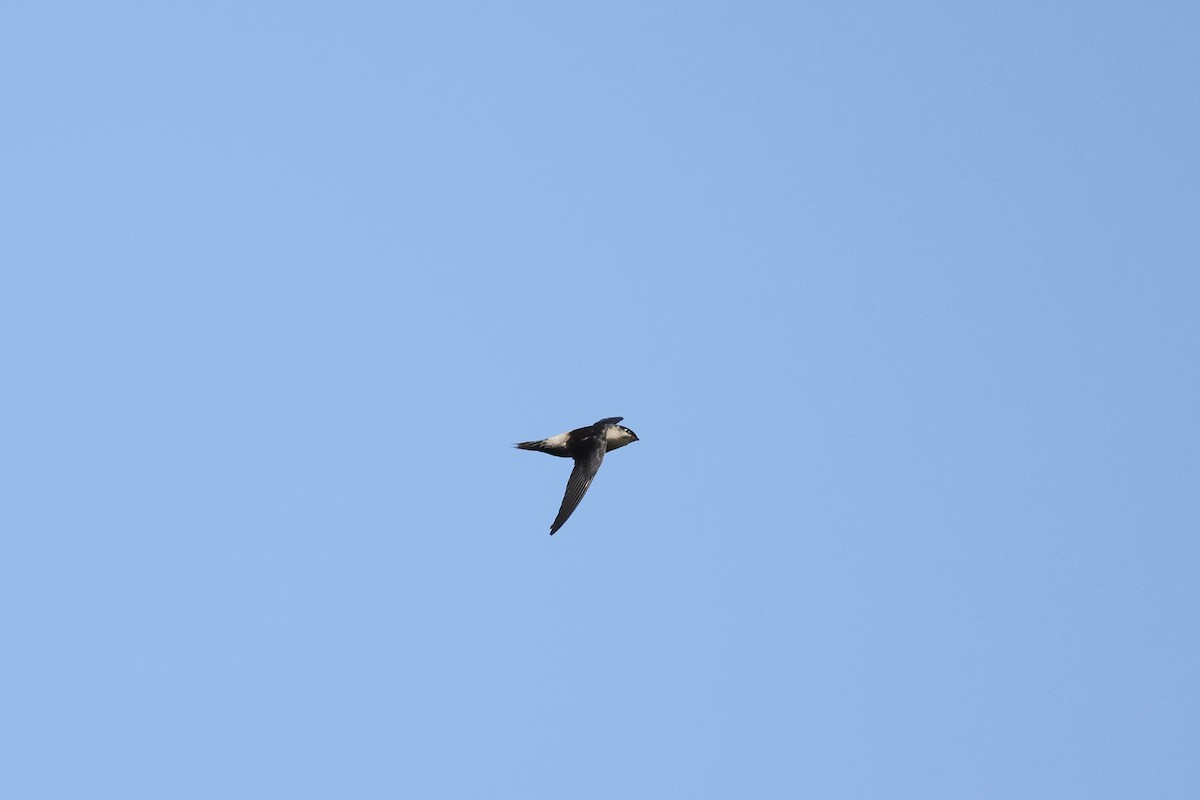 Gray-rumped Swift - ML619246389