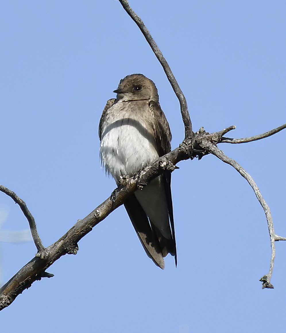 Northern Rough-winged Swallow - Jim Ward