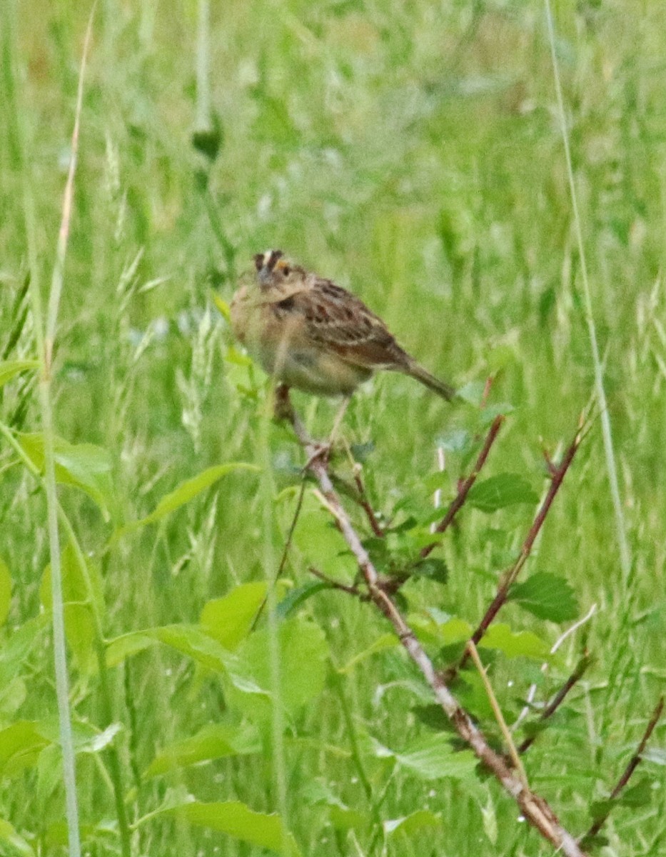 Grasshopper Sparrow - Tom Nolan