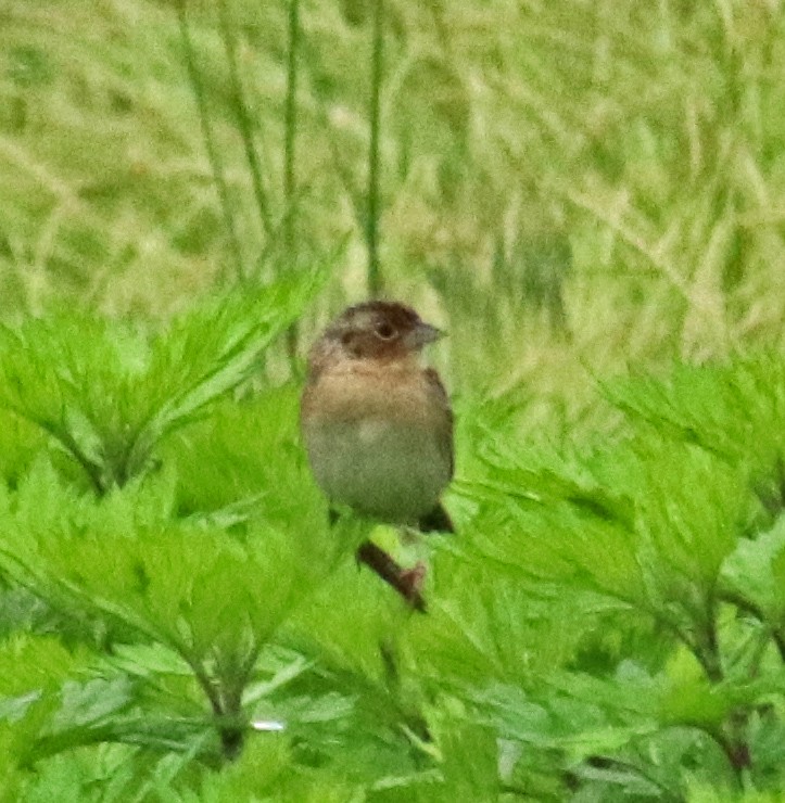 Grasshopper Sparrow - Tom Nolan