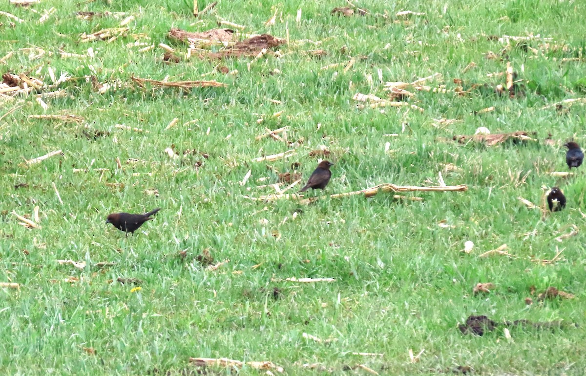 Brown-headed Cowbird - Sandy Beranich