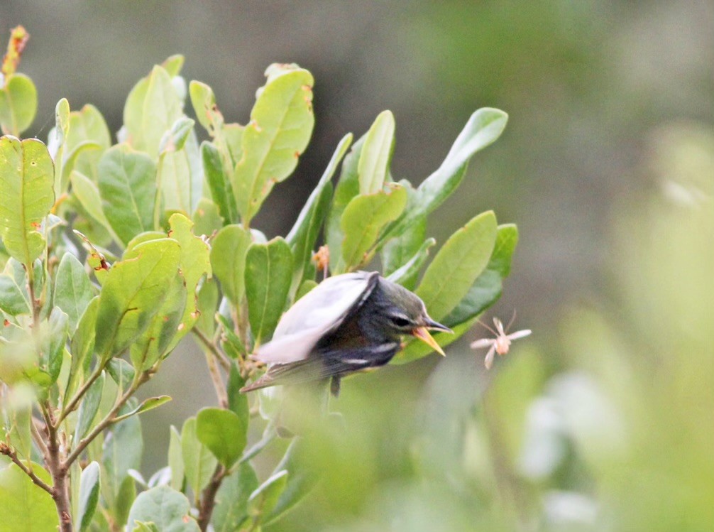 Northern Parula - Deb Ahern