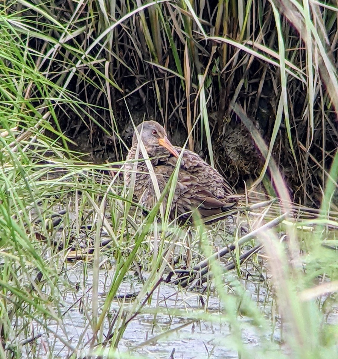 Clapper Rail - Andrew Price