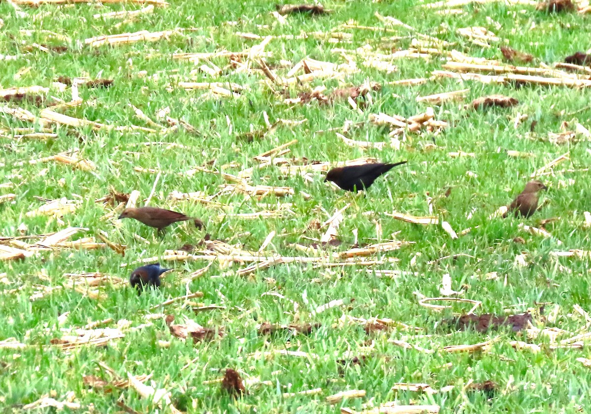 Brown-headed Cowbird - Sandy Beranich