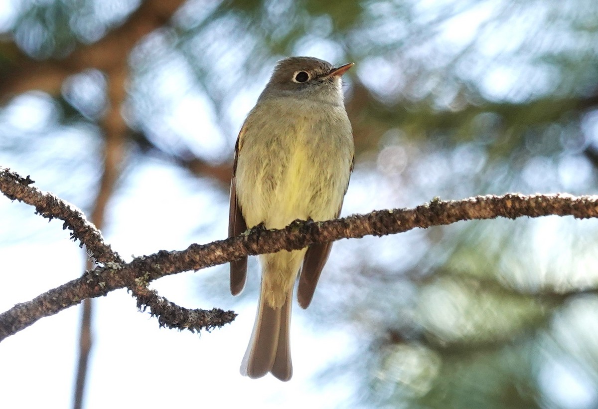 Hammond's Flycatcher - Dilka Murtazina