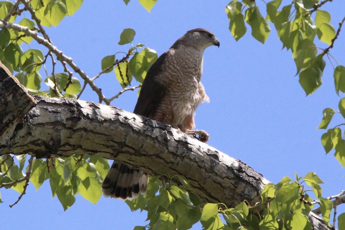 Cooper's Hawk - Quinn Desilets