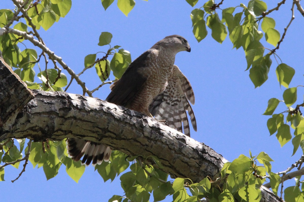 Cooper's Hawk - Quinn Desilets