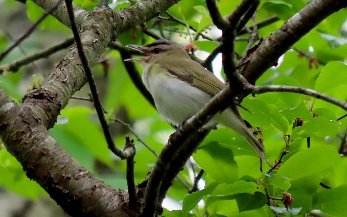 Red-eyed Vireo - Jim O'Neill
