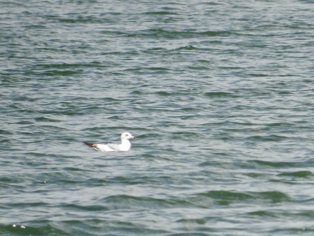 Ring-billed Gull - ML619246432