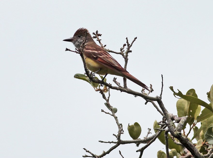 Great Crested Flycatcher - ML619246434