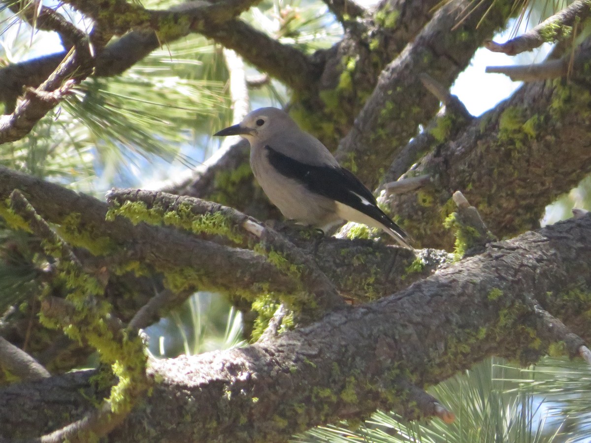 Clark's Nutcracker - Nathan Bradford