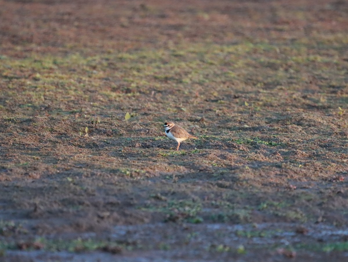 Collared Plover - Mario Reyes