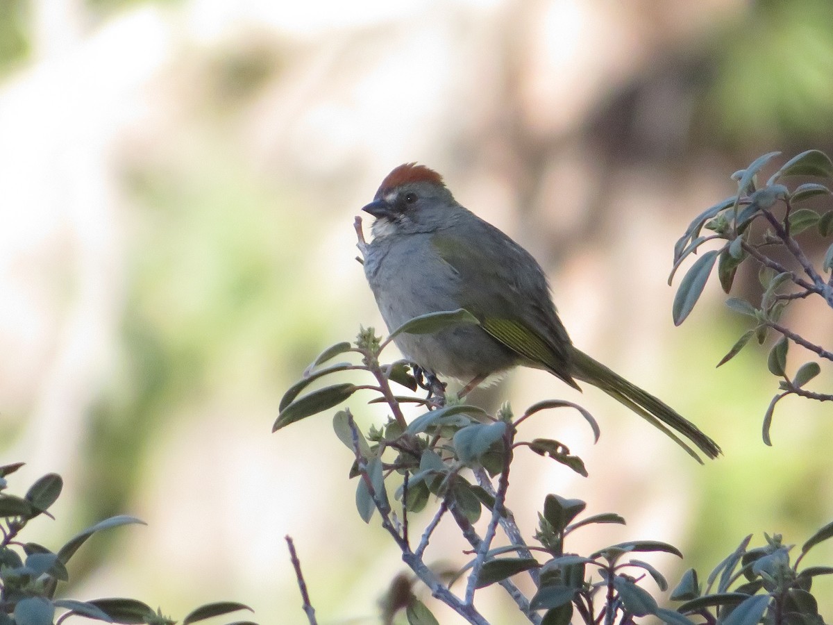 Green-tailed Towhee - ML619246460