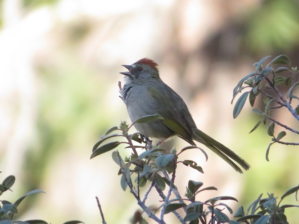 Green-tailed Towhee - ML619246461