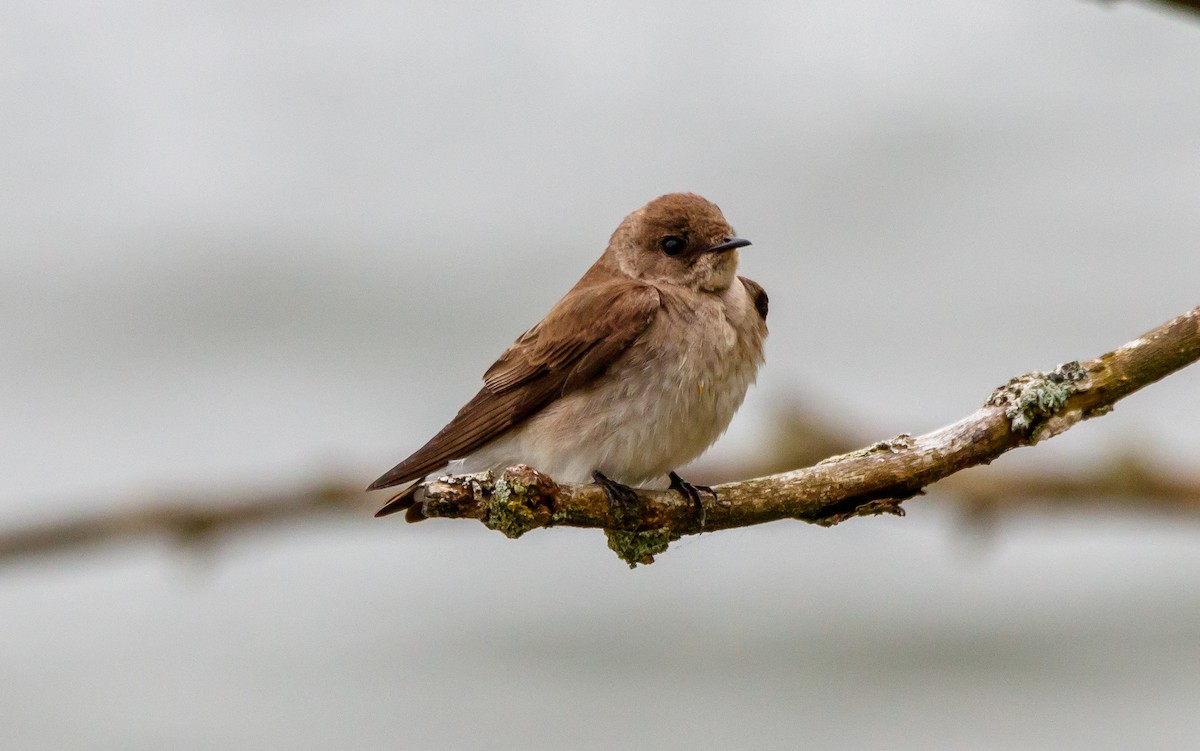 Northern Rough-winged Swallow - ML619246462