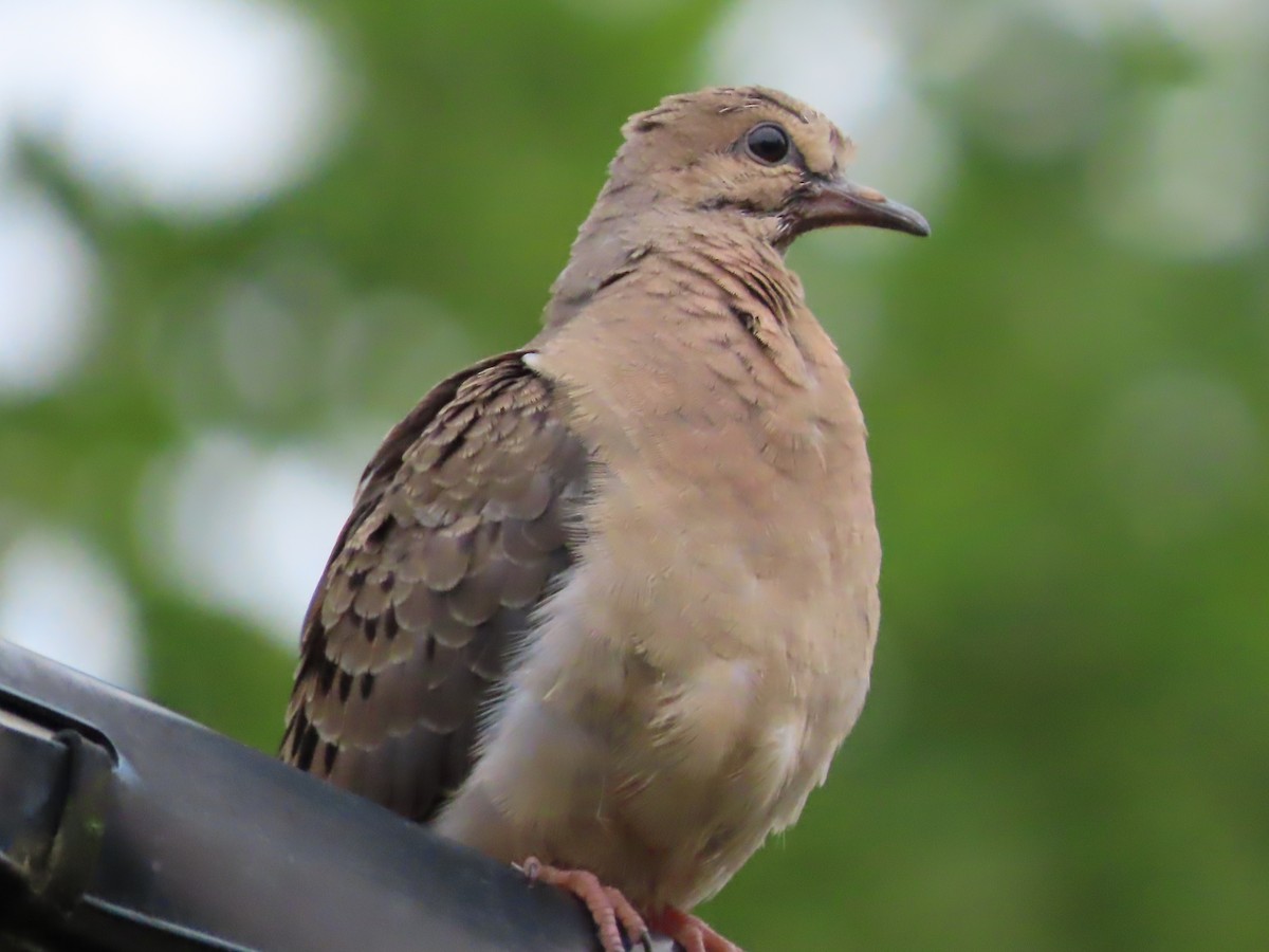 Mourning Dove - Michael  Zunno