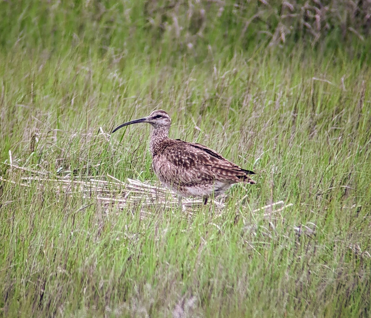 Whimbrel - Andrew Price