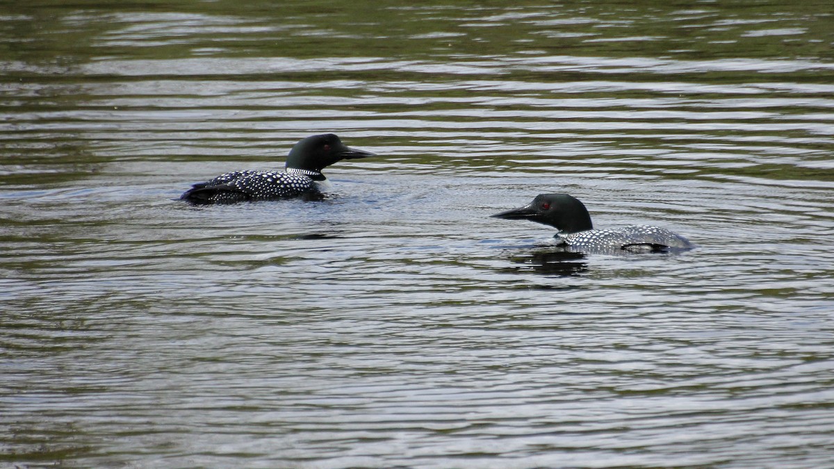 Common Loon - Diane Labarre