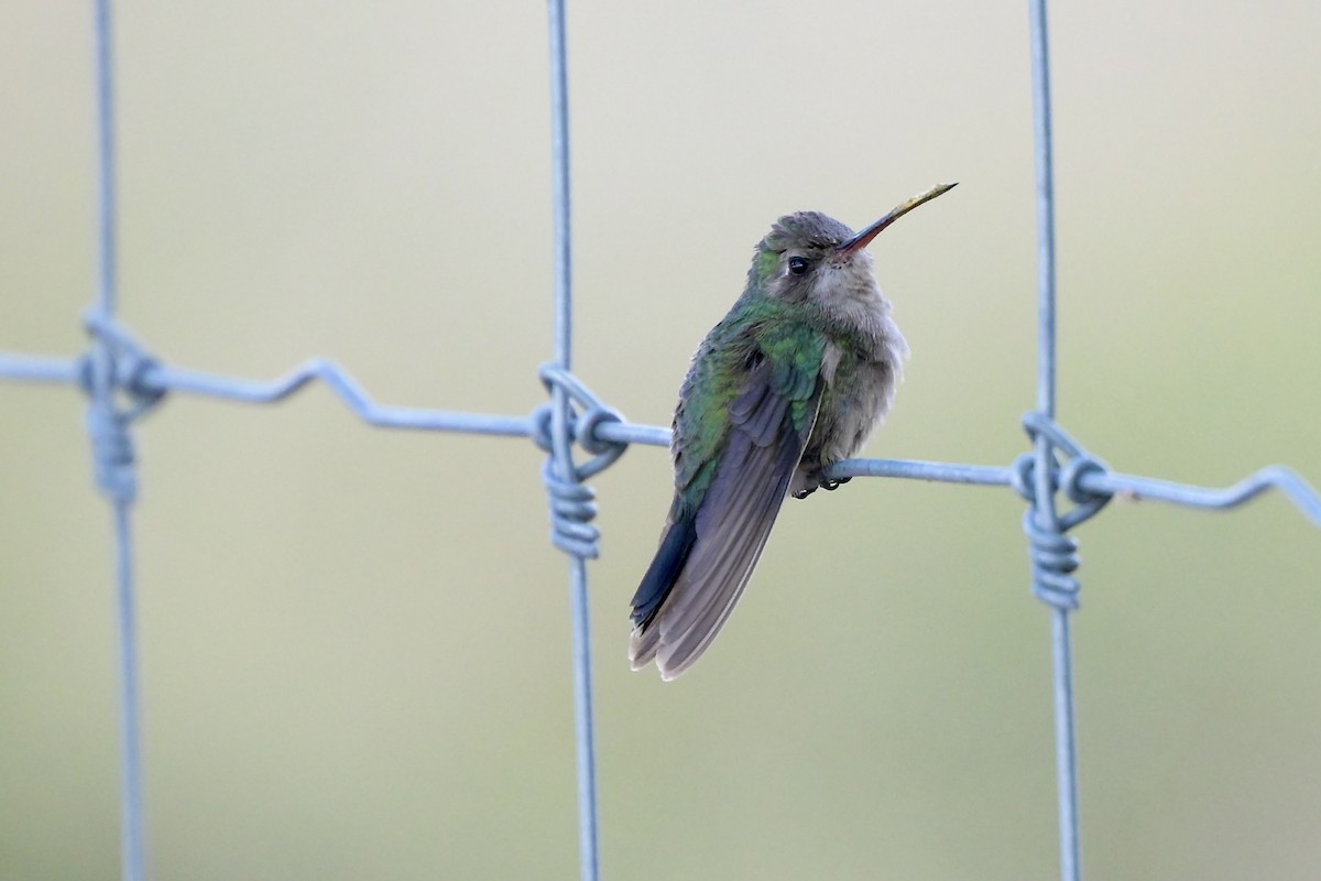 Broad-billed Hummingbird - Judy Sims