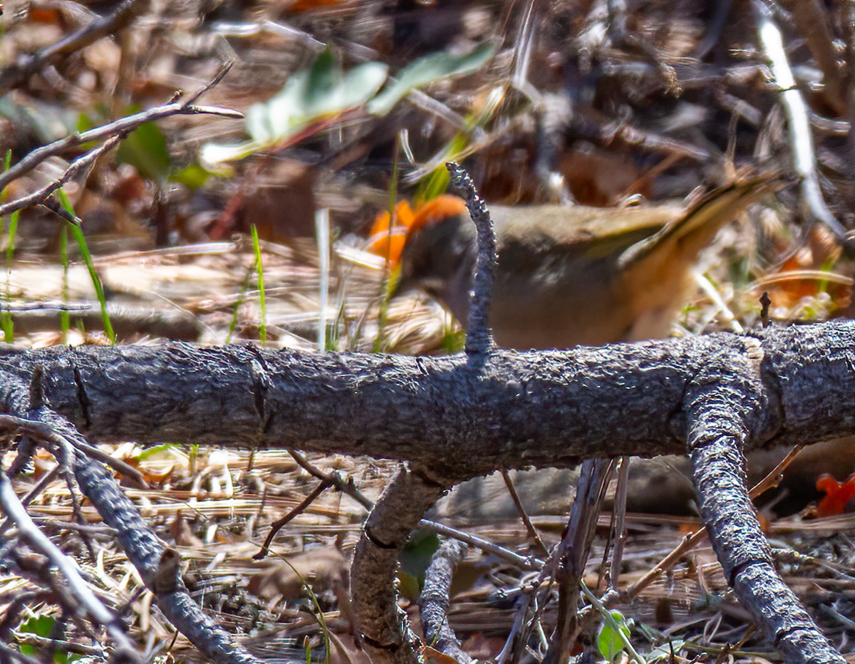 Green-tailed Towhee - Todd Miller