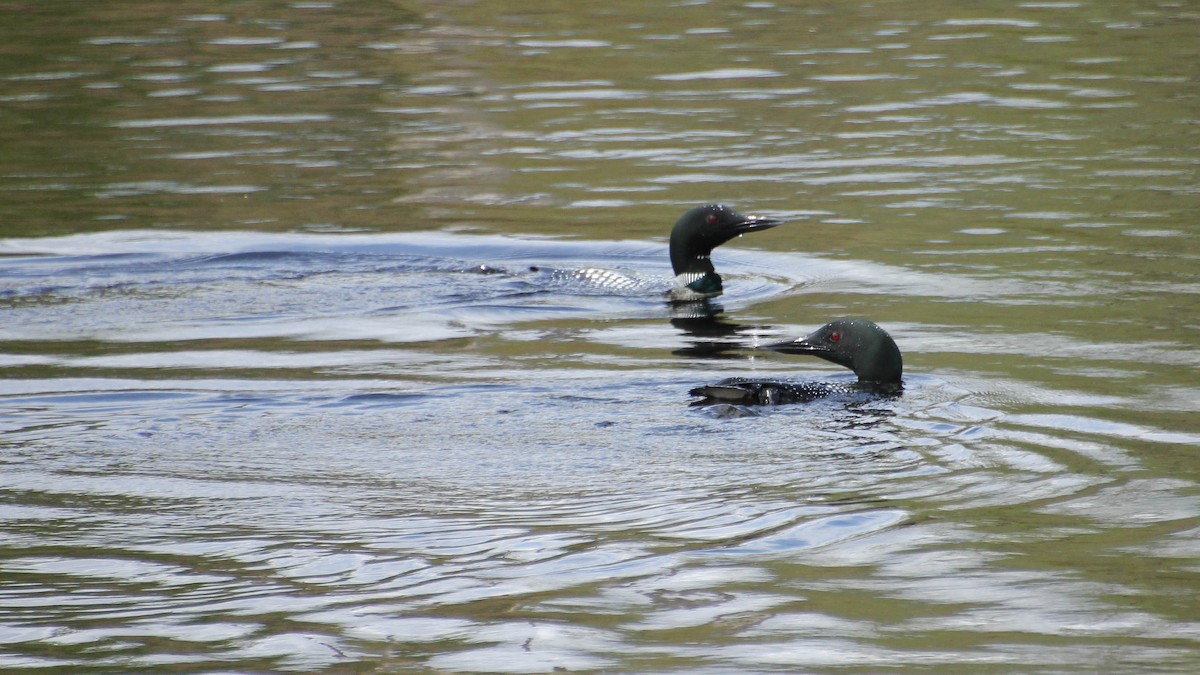 Common Loon - Diane Labarre