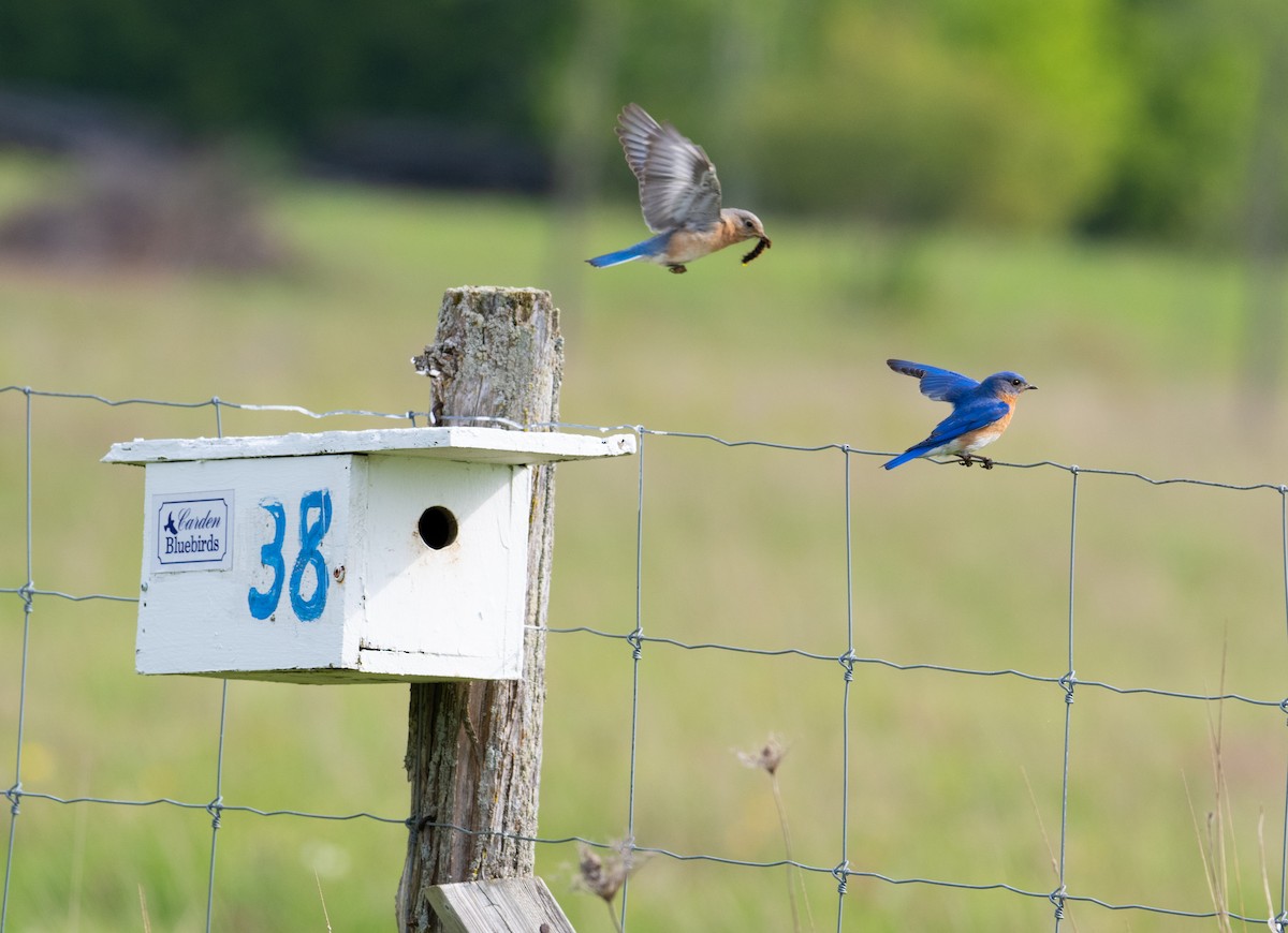 Eastern Bluebird - Laurence Green