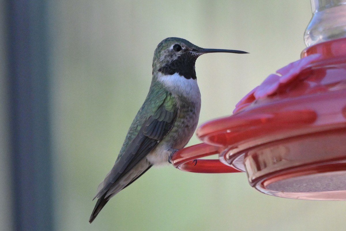 Broad-tailed Hummingbird - Judy Sims