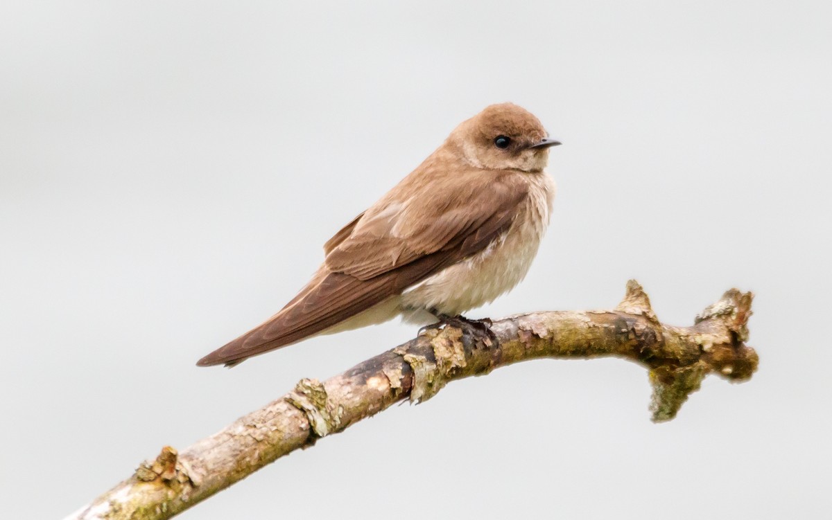 Northern Rough-winged Swallow - ML619246530