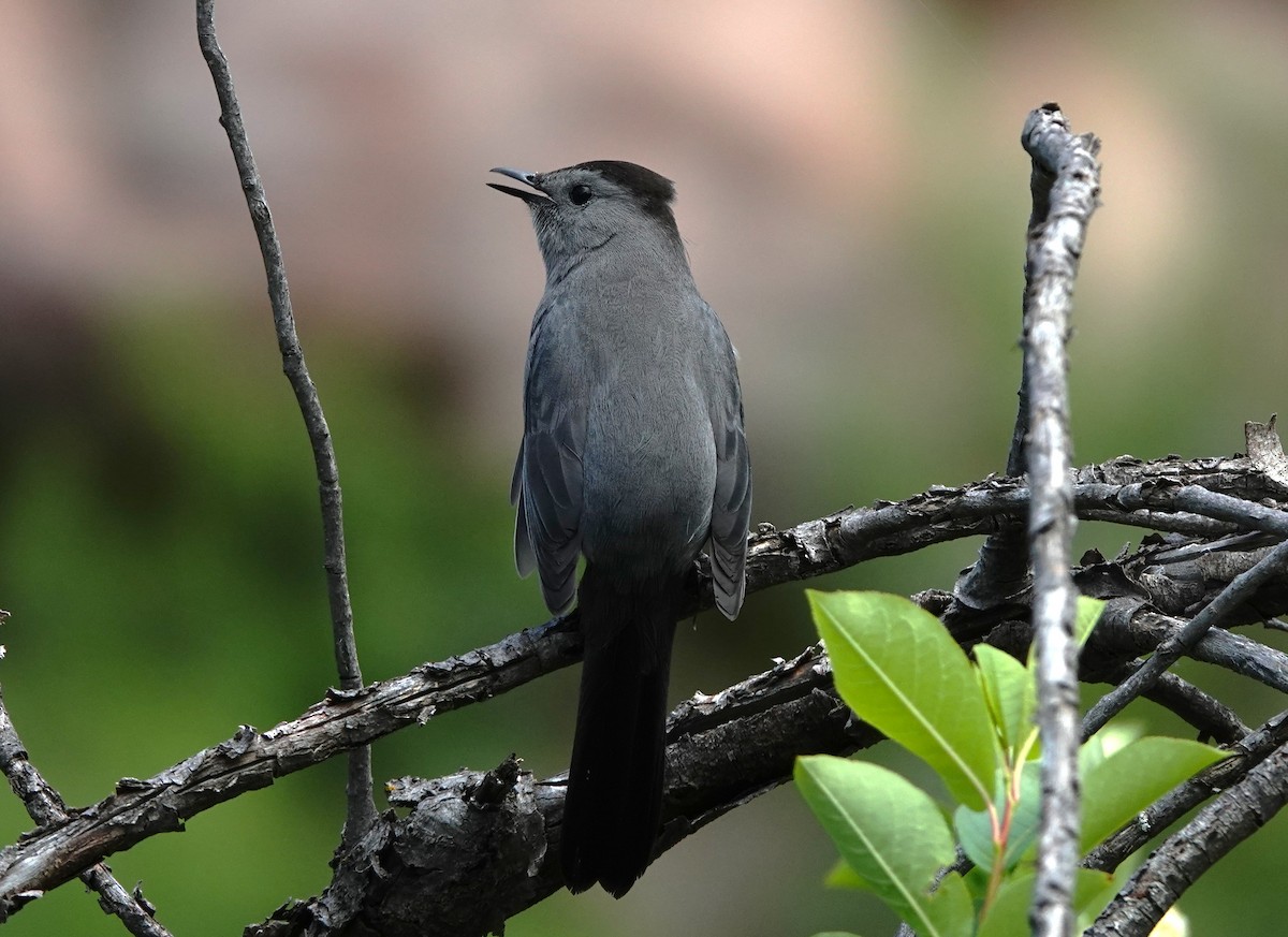 Gray Catbird - Dilka Murtazina