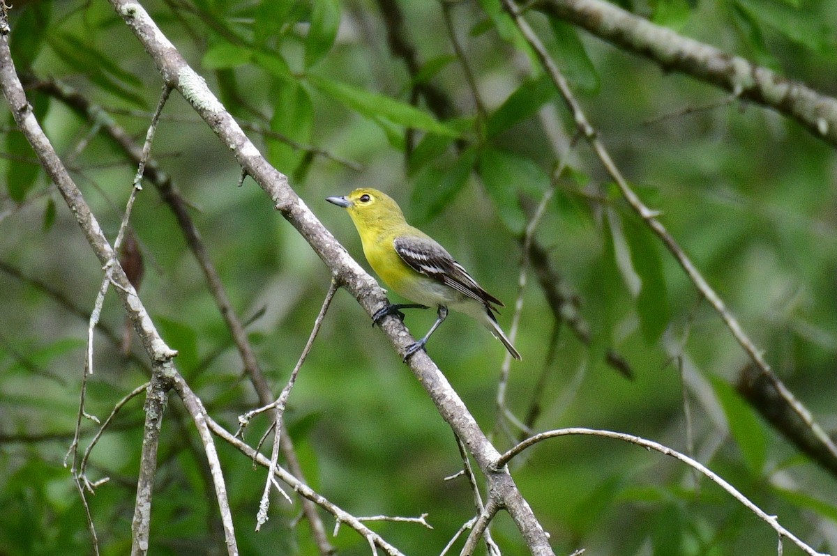 Yellow-throated Vireo - John Becker