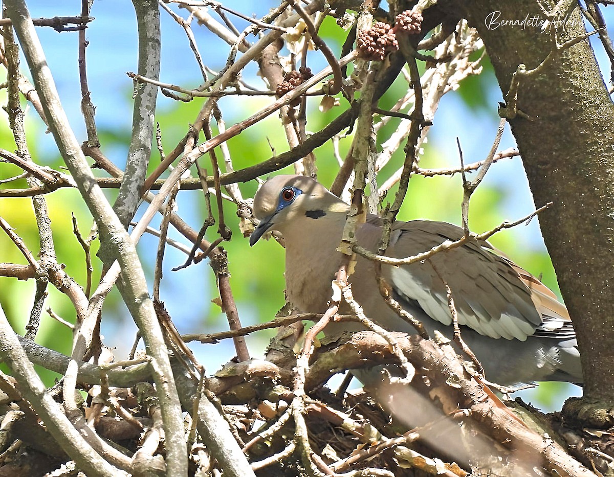 White-winged Dove - ML619246540