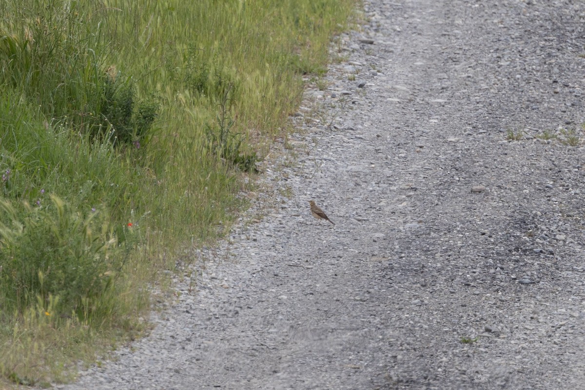 Tawny Pipit - Simone Stefanetti