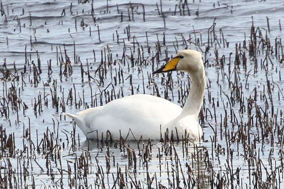 Whooper Swan - Christopher Escott