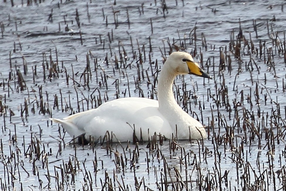 Whooper Swan - ML619246563