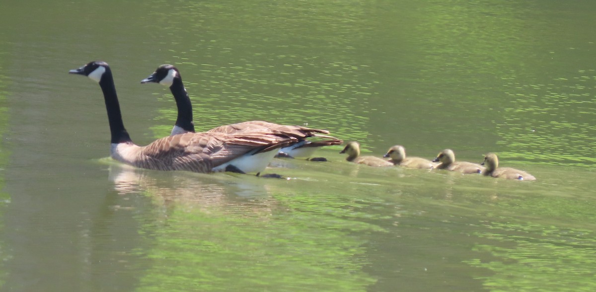 Canada Goose - ML619246570