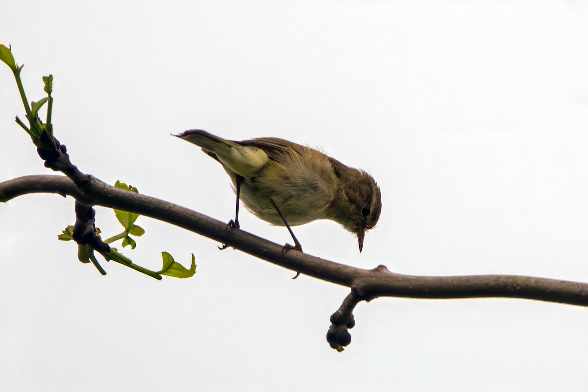 Common Chiffchaff - Gavin Stone