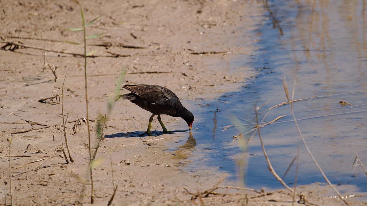 Eurasian Moorhen - Jakub Nikiel