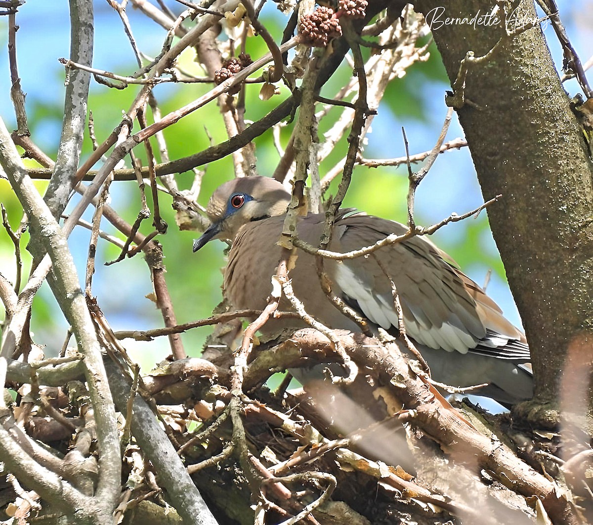 White-winged Dove - ML619246594