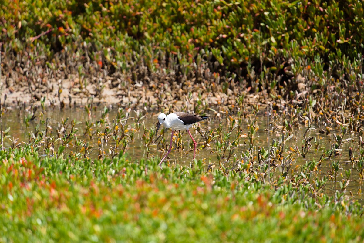 Black-winged Stilt - Jakub Nikiel