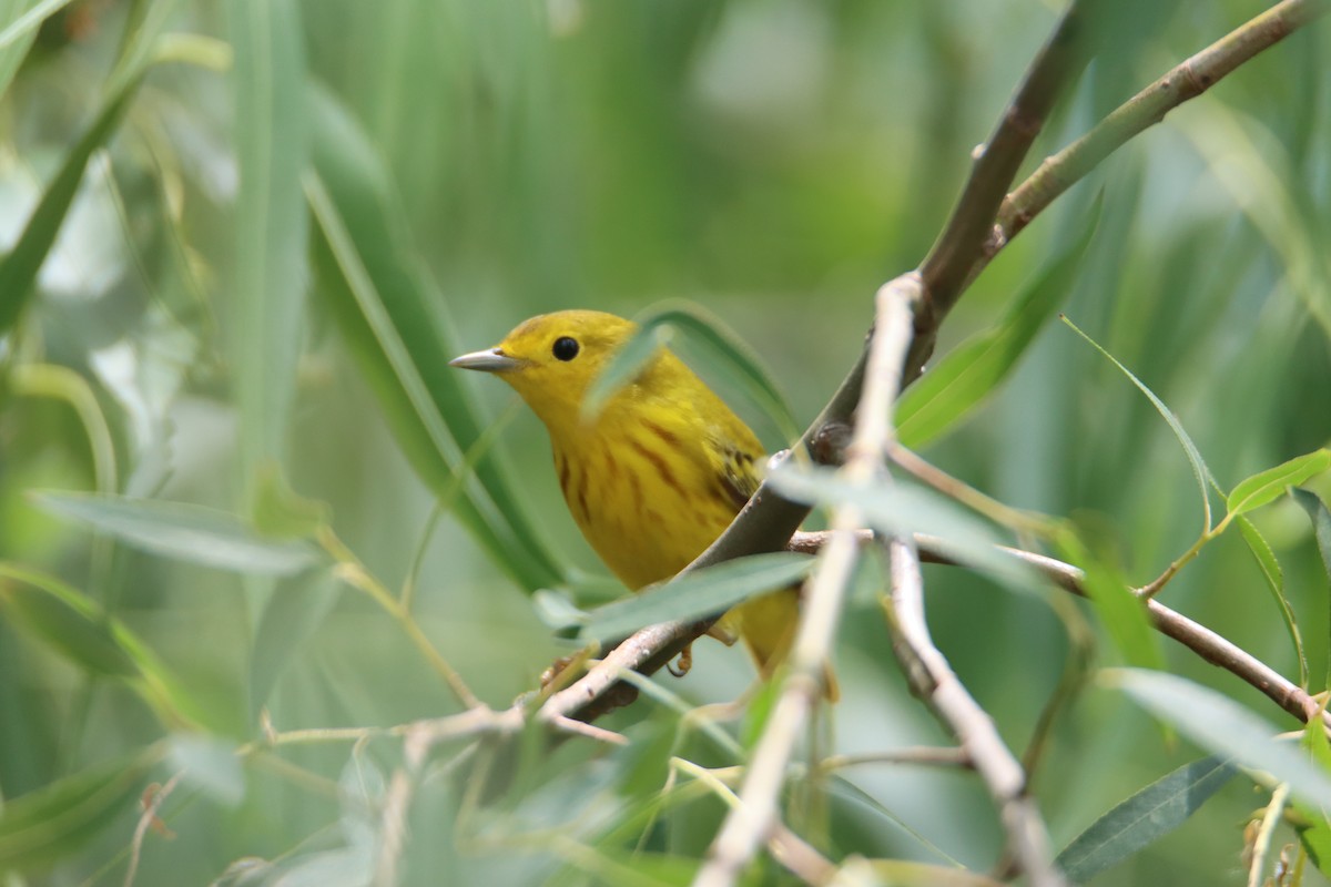 Paruline jaune - ML619246607