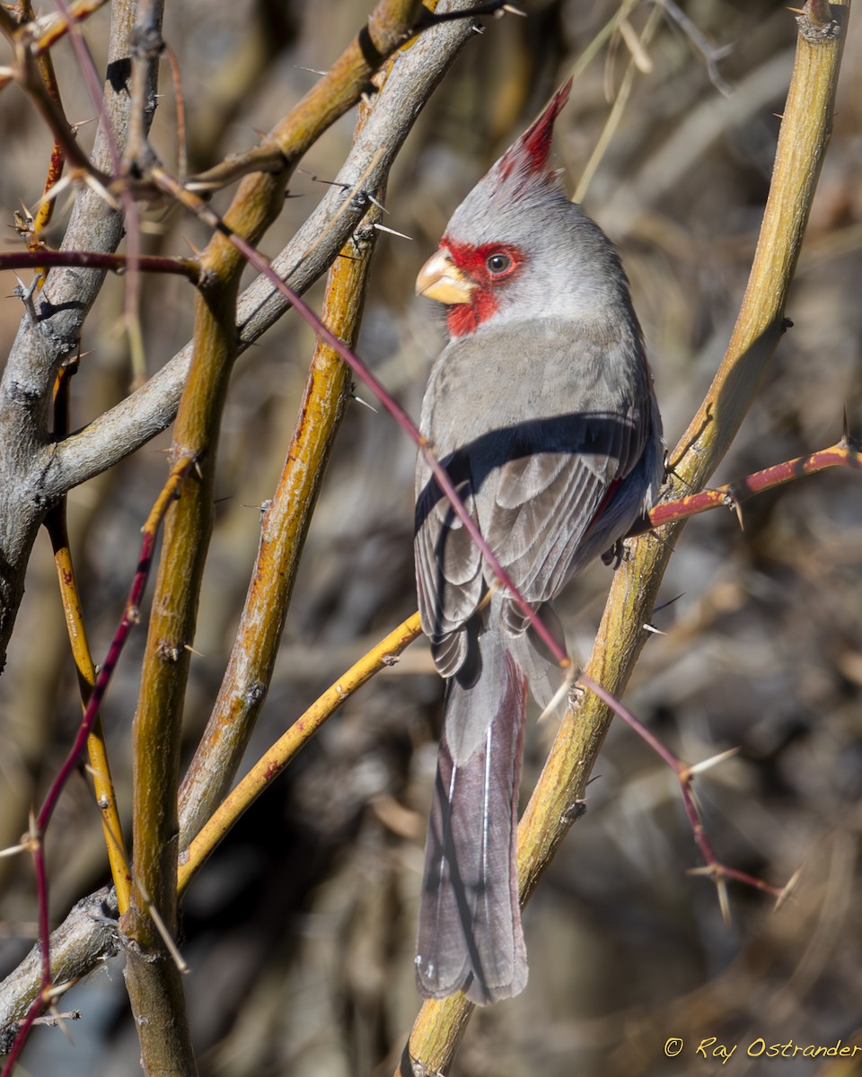 Pyrrhuloxia - Ray Ostrander