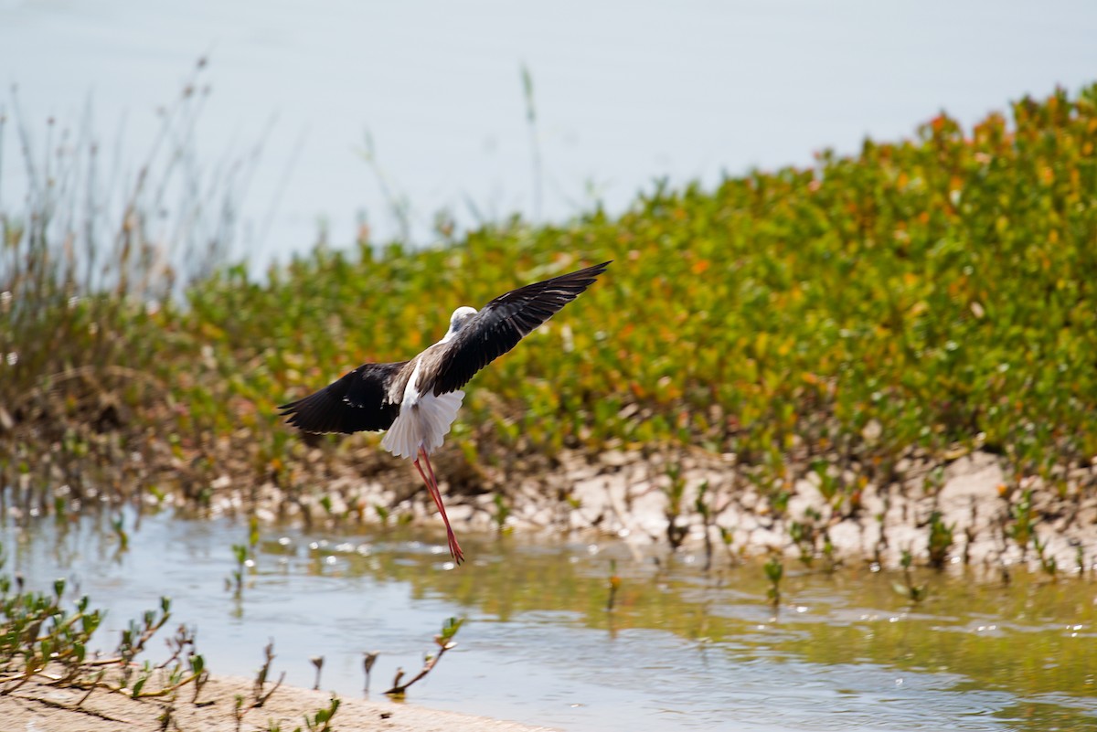 Black-winged Stilt - ML619246609