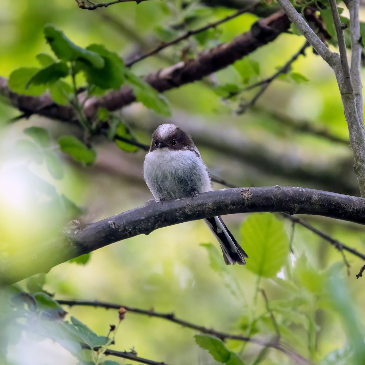 Long-tailed Tit - Gavin Stone