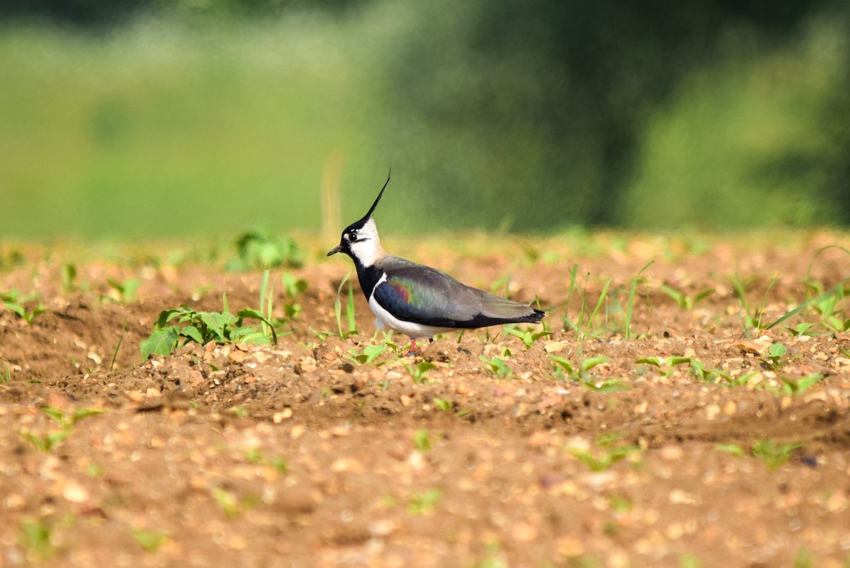 Northern Lapwing - ML619246621